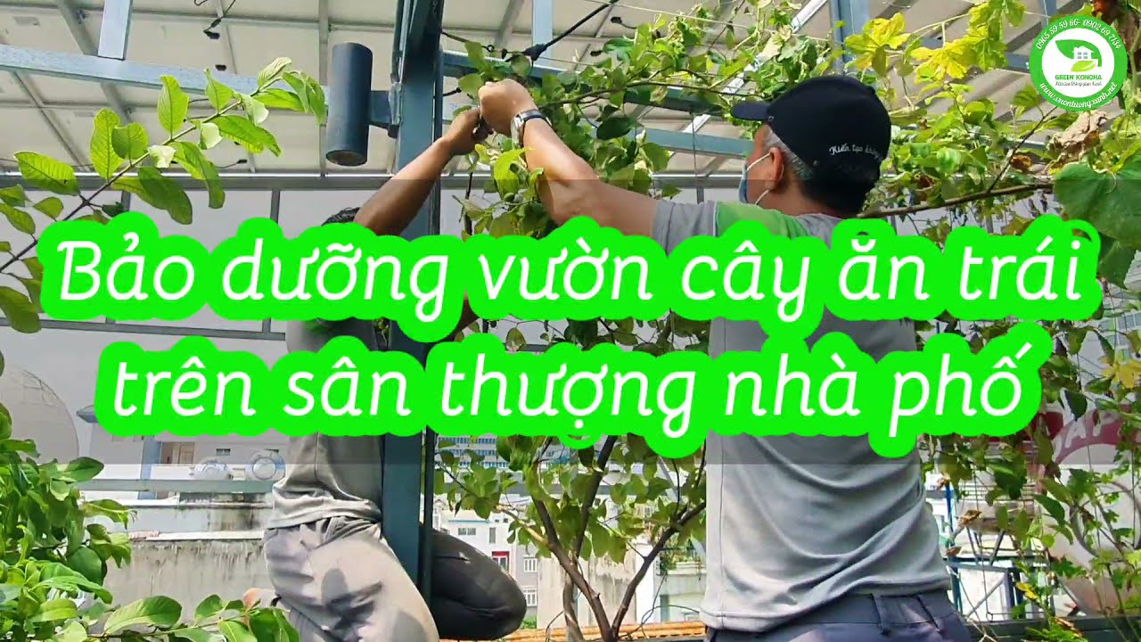 Tạo không gian xanh mát với dịch vụ chăm sóc cây xanh - Giải pháp hoàn hảo cho cuộc sống hiện đại