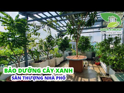 Video: Các Giống Thường Xanh Tốt Nhất Khu 8: Chọn Cây Thường Xanh Cho Khu Vườn Khu 8