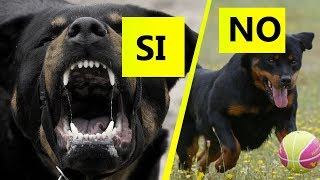¿El Rottweiler es peligroso Si o No?