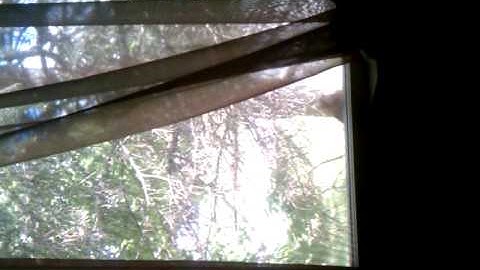 Stupid bird flying into window