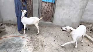 excellent dog and goat meeting first time treatments
