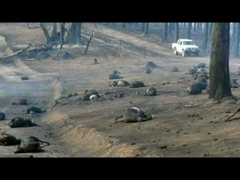 Video: Cənubi Kaliforniyada Meşə Yanğınları Və Bölgədəki Heyvanlara Təsiri