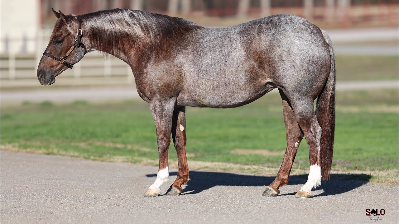 Dirrty Little Secret - Riding Video