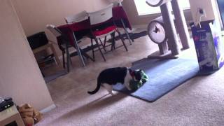 Cat carries toy and crying