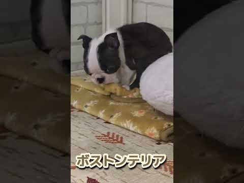 仲良しコンビのパグとボストンテリア！異種犬だけど、目の魅力がそっくり！【しずくん動画ショート】癒やし子犬㊻#shorts#パグ#ボストンテリア