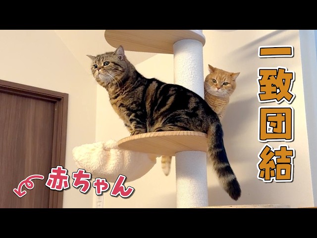 赤ちゃんとの暮らしを始めたら兄弟猫の仲が深まったみたいです