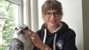 Osprey Video Diary: Eggs and Identification