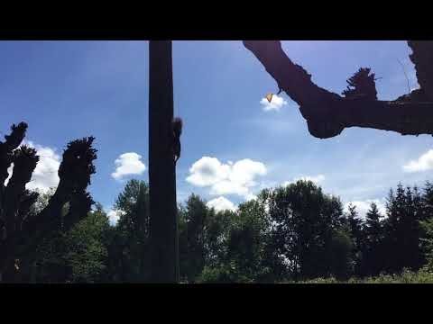 Squirrel jumping from tree to tree