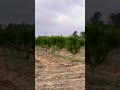 الرقم0673014789 الجزائر البليدة اراضي للبيع الاربعاء تيبازة قناة البلد ارض فلاحية في الجزائر الرقم0673014789 الجزائر البليدة اراضي للبيع الاربعاء تيبازة قناة البلد ارض فلاحية في الجزائر