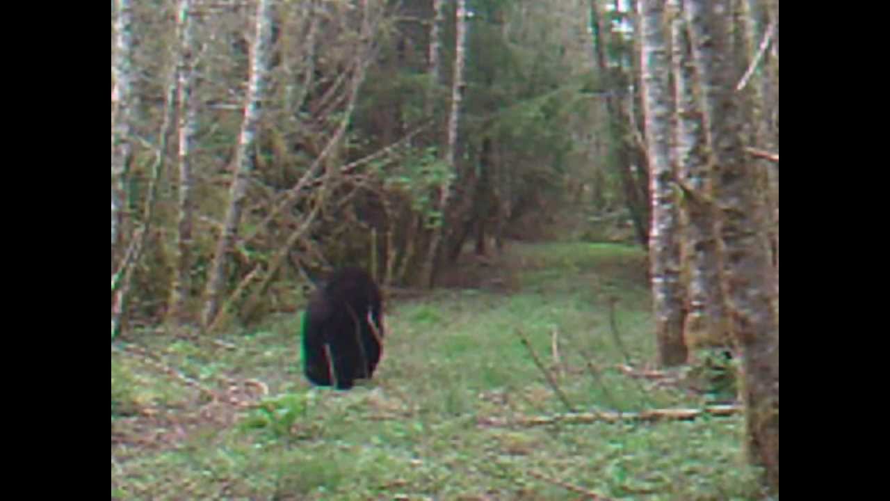 Oregon Coast Range Spring 2013 Trail Cam Action YouTube