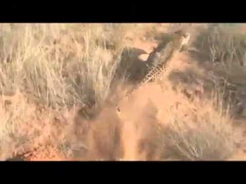 النمر العربي وادي نعمان الطائف مكة