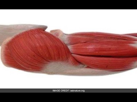 Video: Šta Je Mišićno Tkivo