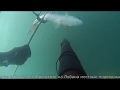 подводная охота на черном море  кефаль