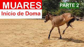 Muares Início de Doma #2