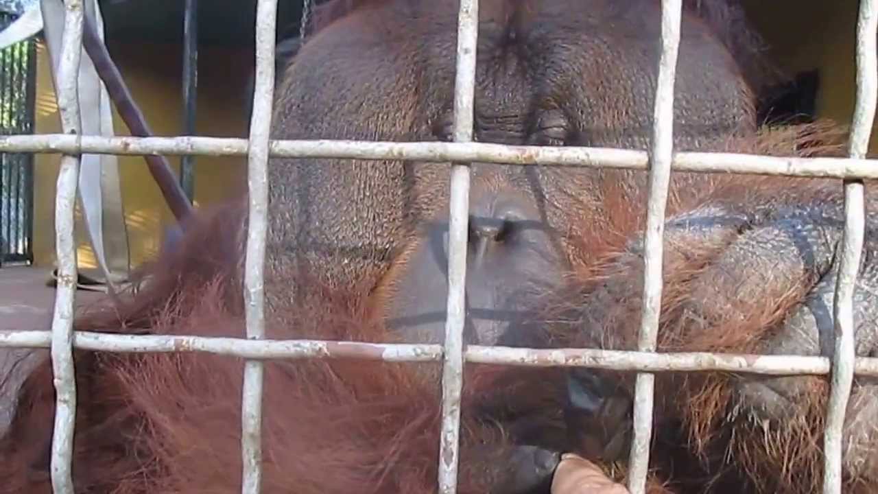 Pongo manicuring my nails