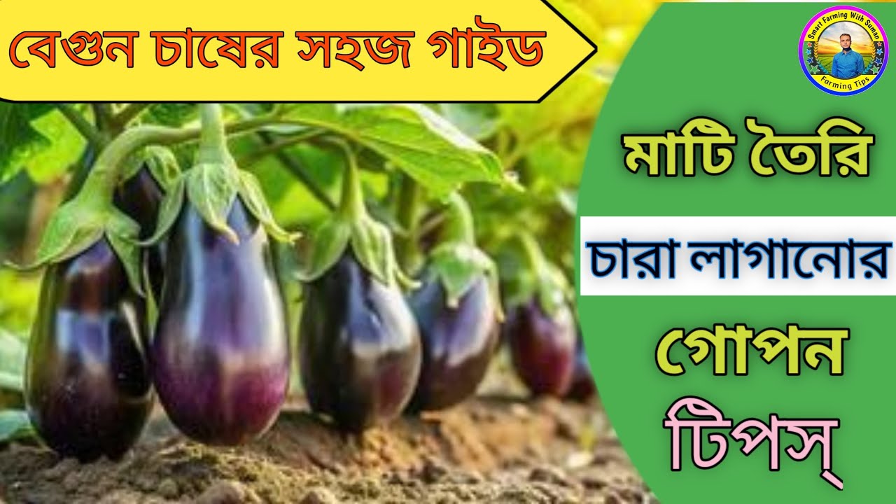 বেগুন চাষের শুরু,জমি ও মাটি তৈরি, চারা লাগানো ও পরিচর্যার সঠিক কৌশল!