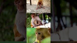 What Does A Monkey Have To Do With Your Blood Type?