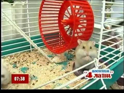 Уход за Хомяками - YouTube