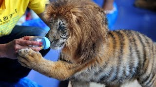 Most BIZARRE Animals That Shouldn't Exist! Most BIZARRE Animals That Shouldn't Exist!