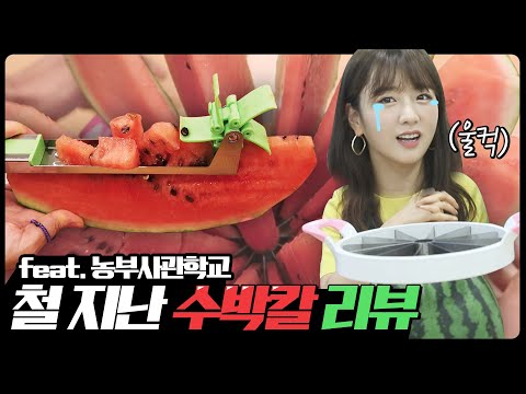 수박 쉽게썰려다 멜론🍈 사과🍎 다 부셔 버리는 영상💣💥 여름 지나서 올리는 수박 칼 리뷰🍉 [뽐뽐뽐 뽀미 / <strong>BBOM</strong> <strong>BBOM</strong> <strong>BBOM</strong>]