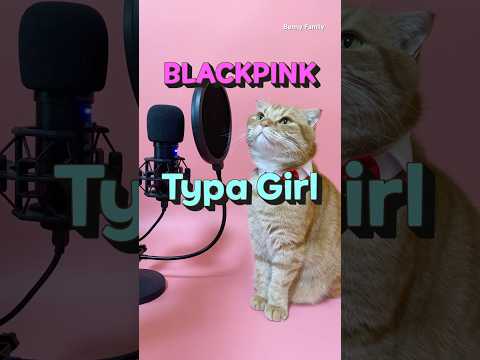 Typa Girl - Blackpink Cover By Benny The Cat Shorts