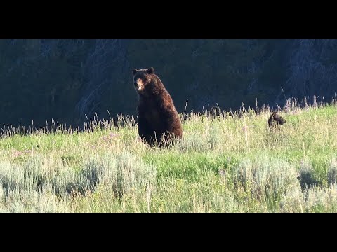 Way too close to Mother Grizzly - Hiking Yellowstone