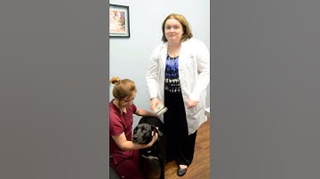 Microchip Process for Pets