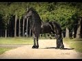 Truus Van Het Houkumhuis ~ Model mare ~ Little River Friesians