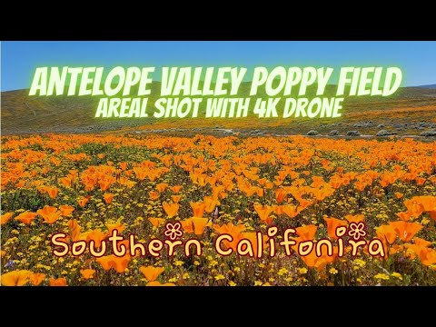فيديو: Antelope Valley California Poppy Reserve: التخطيط لرحلتك