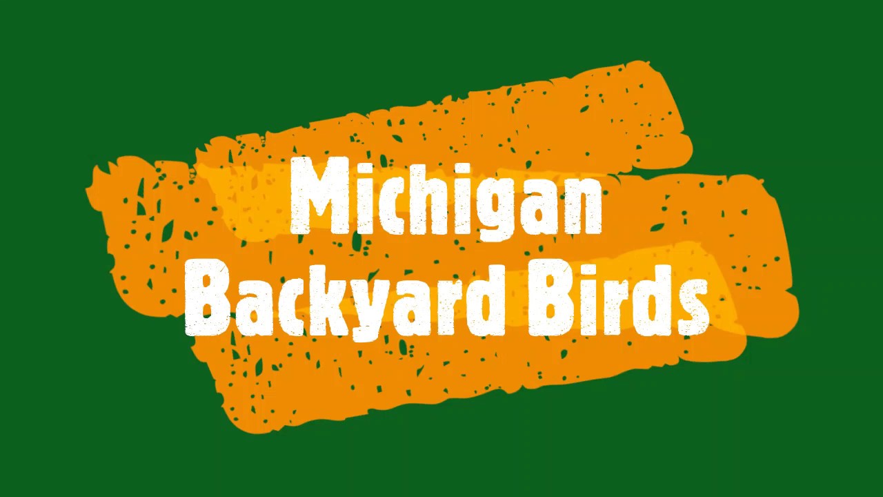 Michigan Backyard Birds Youtube