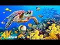 Ocean 4K - Sea Animals for Relaxation, Beautiful Coral Reef Fish in Aquarium (4K Video Ultra HD) #91