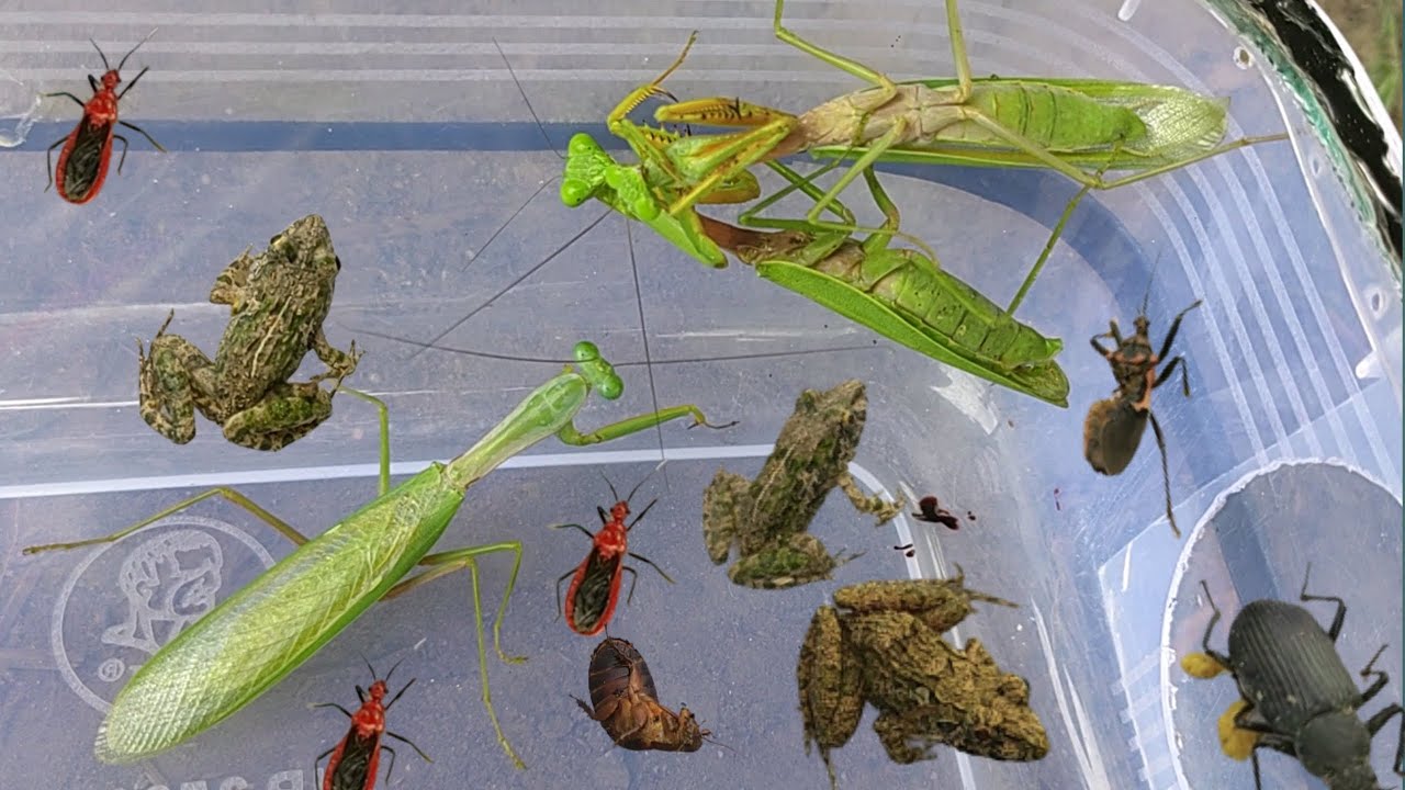 It's cute animal, Praying mantises, red javelin, ground beetles