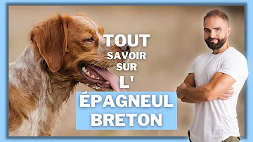 Comment éduquer un chiot Epagneul Breton ?