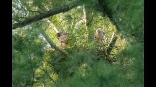 And then there were TWO!  Red-tailed Hawk nest in 4K by Birdy Photography 67 views 2 weeks ago 5 minutes, 6 seconds