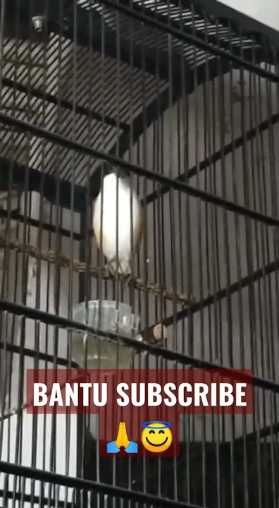 CENDET SUARA KUNTILANAK PENDEK PENDEK #cendetmadura #cendeterindonesia #shortsyoutube #cendetgacor