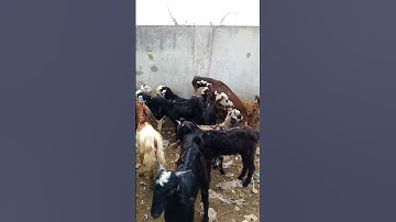 Goat🤣Sound🤣🤣Style #مضحك #قصيرة #منتشر #funny #goat #shorts #viralvideo