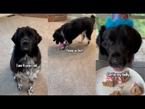 Dog Celebrates Her 4th Birthday
