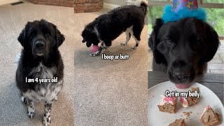 Dog Celebrates Her 4th Birthday