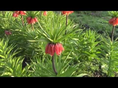 Wideo: Cietrzew Leszczyny Lub Fritillaria
