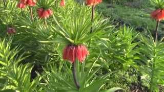 Магия цветов Подарок весны  Цветы рябчик императорский Fritillaria imperialis