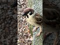 チュンチュンかわゆいやつら
