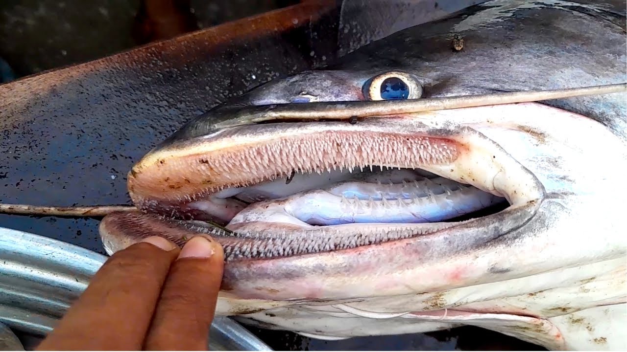 Amazing Helicopter Catfish Fishing in Bangladesh Giant Wallago Aattu