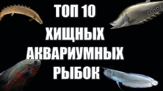 Топ 10 хищных аквариумных рыбок для вашего аквариума