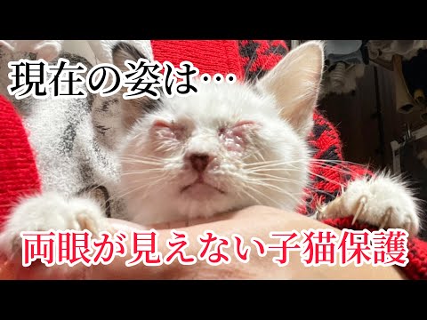 猫田さん 猫多頭飼いの日常 - YouTube