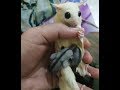 MOMENT BAYI SUGAR GLIDER PERTAMA MELIHAT DUNIA