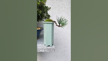 Bonsai tutorial on a budget🌳 #bonsai #fyp #howto #diy #transformation #progress #wire #bend #prune