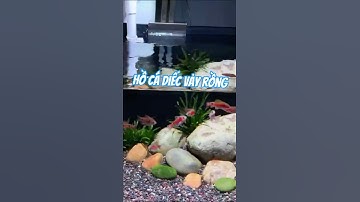 Ghiền Cá: Hồ cá diếc vảy rồng #short #shorts