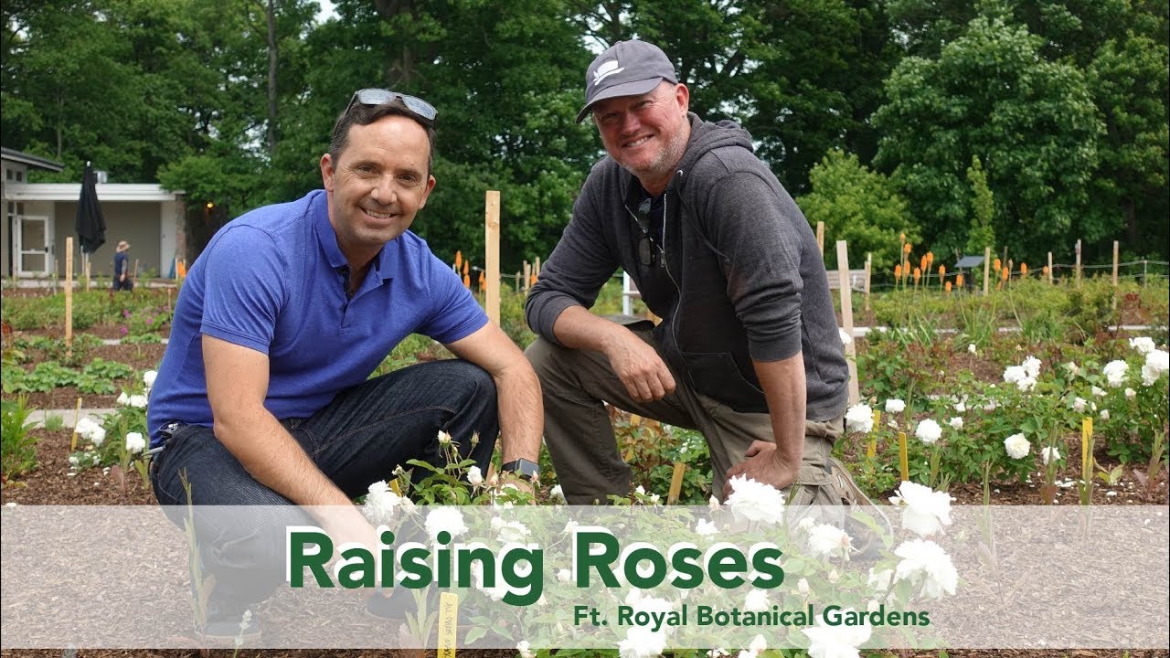 Royal Botanical Rose Gardens