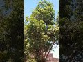 شجرة مانجو عملاقة 