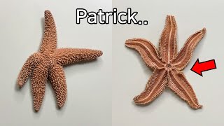 Strange Patterns Inside a Starfish !   Starfish Dissection